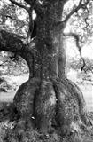 Skirted Oak in Wasdale 2 by Jan Traylen, Photography, B&W film used