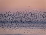 Starlings by Jan Traylen, Photography, Giclée printed photograph on textured paper