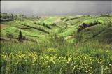 Stormy flowers by Jan Traylen, Photography, Giclee printed Kodachrome