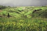 Stormy flowers - Tuscany by Jan Traylen, Photography, Giclee printed Kodachrome