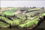 Stormy light over beans & vines by Jan Traylen, Photography, Giclee printed Kodachrome