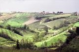 Stormy light over beans & vines, Tuscany by Jan Traylen, Photography, Giclee printed Kodachrome