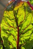 Swiss Chard by Jan Traylen, Photography, Giclée printed photograph on textured paper