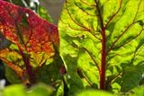 Swiss Chard by Jan Traylen, Photography, Giclée printed photograph on textured paper