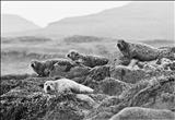 Torridon Seals 2.32 by Jan Traylen, Photography, Giclee printed photograph