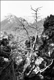 Tramuntana mountain trees 18 by Jan Traylen, Photography, Giclée printed photograph