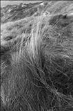 Tuft 107-14 by Jan Traylen, Photography, Giclee printed from photograph