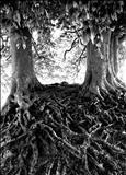 Veins, Avebury Beeches 71-30a by Jan Traylen, Photography, Giclee printed photograph