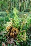 Young Bracken by Jan Traylen, Photography, Giclée printed photograph