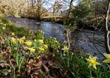 gc 113 daffodils, steps bridge, teign valley by Jan Traylen, Photography