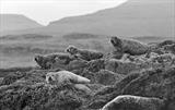 gc10 seals, loch torridon.173-32.2 by Jan Traylen, Photography