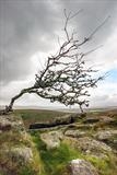 gc100 sharp tor + dark sky (v) by Jan Traylen, Photography