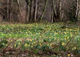 gc110 daffodils, steps bridge, teign valley by Jan Traylen, Photography