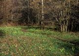 gc111 daffodils, steps bridge, teign valley by Jan Traylen, Photography