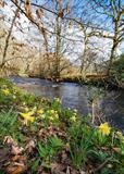 gc114 daffodils, (v) steps bridge, teign valley 7839 by Jan Traylen, Photography