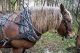 gc115 working horse, fingle woods by Jan Traylen, Photography