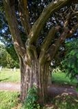 gc118 christow churchyard yew tree (v) by Jan Traylen, Photography