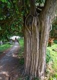 gc119 christow churchyard yew tree (v) & path by Jan Traylen, Photography