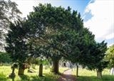 gc123  christow churchyard full yew tree by Jan Traylen, Photography