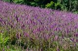 gc124 foxglove field (tele) by Jan Traylen, Photography