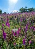 gc127 foxglove field & sun (v) by Jan Traylen, Photography