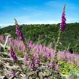 gc128 foxglove field V shape (s) by Jan Traylen, Photography