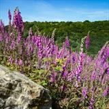 gc130 foxglove field & stone (s) by Jan Traylen, Photography