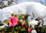 gc132 camellia under snow by Jan Traylen, Photography