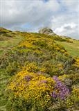 gc133 Haytor, gorse & heather (v) by Jan Traylen, Photography