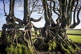 gc14 gnarled beech hedge, devon.fit.1919 by Jan Traylen, Photography