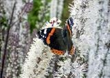 gc150 red admiral.-0472 by Jan Traylen, Photography
