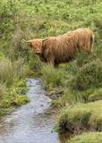 gc152 highland cattle_2687 (v) by Jan Traylen, Photography