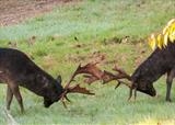 gc153 stags.Melanistic fallow deer_1662 by Jan Traylen, Photography