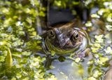 gc154 mr toad-JT6238 by Jan Traylen, Photography