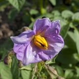 gc156 potatoe flower_2442 (s) by Jan Traylen, Photography