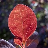 gc157 red veined Berberis leaf _2454 (s) by Jan Traylen, Photography