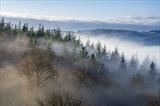 gc158 easternhill woods mist _5358 by Jan Traylen, Photography