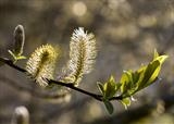 gc160 pussy willow_5983 by Jan Traylen, Photography