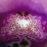 gc162 foxglove interior_2462 (s) by Jan Traylen, Photography