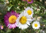 gc163 mexican fleabane_2440 by Jan Traylen, Photography