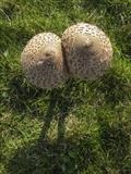 gc168 two parasols (v)-0134-145384 by Jan Traylen, Photography