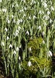 gc176 snowdrops.moss. (v).5583 by Jan Traylen, Photography
