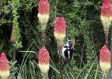 gc178 greater spotted woodpecker & red hot poker by Jan Traylen, Photography