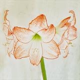 gc22 amaryllis.square 0019 by Jan Traylen, Photography