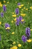 gc23 marsh orchid (v) buttercups, devon 0096 by Jan Traylen, Photography