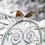 gc24 two robins, dunsford, devon-square JLT4132 by Jan Traylen, Photography