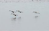 gc26 avocets, exe estuary, devon 2092 by Jan Traylen, Photography