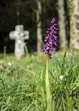 gc31 early spoted orchid (v) windy cross, devon 0141 by Jan Traylen, Photography