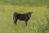 gc34 calf & buttercups, dunsford, devon 5068 by Jan Traylen, Photography