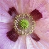 gc35 poppy 3207 by Jan Traylen, Photography